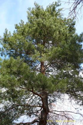 Pinus nigra